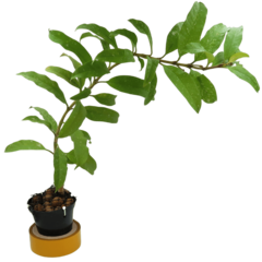 Imagem do Hoya Multiflora - Escolha A Sua Planta