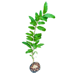 Hoya Multiflora - Escolha A Sua Planta - comprar online