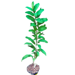 Hoya Multiflora - Escolha A Sua Planta - Amo Flor De Cera