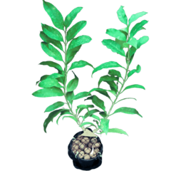 Hoya Multiflora - Escolha A Sua Planta - loja online