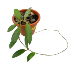 Hoya Parasitica - Muda Flor De Cera - comprar online