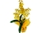 Orquídea Chuva de Ouro