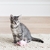 Brinquedo Interativo p/ Gato Fat Cat Eeeks! Marrom - O Cãoselheiro