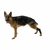 Protetor de Jarrete Pet p/ Cachorro Pet Kruuse Rehab Tam P - comprar online