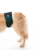 Protetor de Fralda p/ Cachorro Macho Pet Med N5 - Verde na internet
