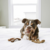 Mordedor Benebone Puppy Bacon - Wishbone e Dental Chew na internet