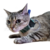 Colar para Sonda Esofágica para Gatos - Pet Med Dry Azul N2 - O Cãoselheiro