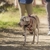 Peitoral de Passeio p/ Cachorro Halti Walking Harness G - comprar online
