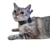 Colar para Sonda Esofágica para Gatos - Pet Med Dry Azul N3 - loja online