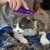 Escova de Borracha p/ Gato Kong Cat ZoomgroomB - O Cãoselheiro