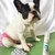 Banho a Seco Dog's Care Espuma - 150ml - comprar online