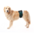Protetor de Fralda p/ Cachorro Macho Pet Med N5 - Verde - loja online