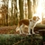 Colar Elizabetano Pet p/ Cachorro Kruuse Buster Clic 15cm - loja online