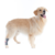 Polaina Protetora de Patas p/ Cachorro Pet Med Duo Dry N4 - loja online
