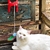 Brinquedo Interativo p/ Gato JW Cataction Springstring - O Cãoselheiro
