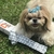 Saquinhos Cata Caca para Cães Dogs Care Bio Bag com 48 un na internet
