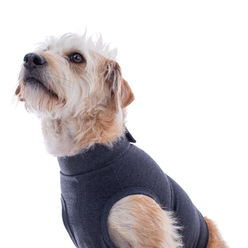 Colete Anti-Estresse para Cães - Acalma e ajuda a reduzir a Ansiedade