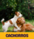 Banner de O Cãoselheiro