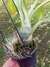 Clowesia rosea x amazônica Grande - comprar online