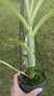 Catasetum macrocarpum - comprar online