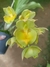 Catasetum vinaceum verde x expansum