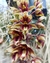 Clowesia Rebecca Northen x Catasetum arietnum campana