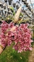 Clowesia rósea x Catasetum ivanae - orquideasdobresca