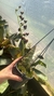 Clowesia kengar x Catasetum hoopkinsonianum vermelho 003