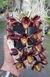 Clowesia kengar x Catasetum pulchum - comprar online
