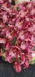 Clowesia rósea x Catasetum ivanae - comprar online