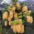 Dendrobium thyrsiflorum - comprar online