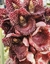 Catasetum ivanae - comprar online