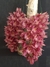 Clowesia rósea x Catasetum ivanae