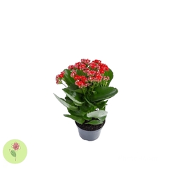 Kalanchoe Vermelho Pequeno