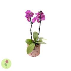 Mini orquídea Rosa Vaso Cerâmica