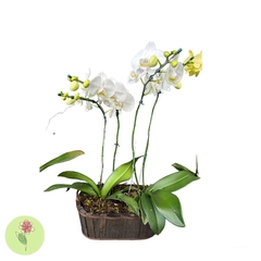 Vaso de orquídea com 4 astes