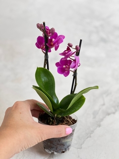 planta de orquidea mini morada - comprar online
