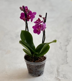 planta de orquidea mini morada