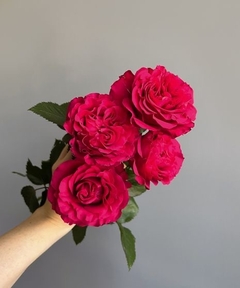 Bouquet de 12 rosas de Jardin - Flor de Agua