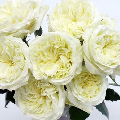 Bouquet de 20 rosas de jardin - comprar online