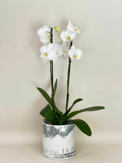 Planta de orquídea en base de cerámica.