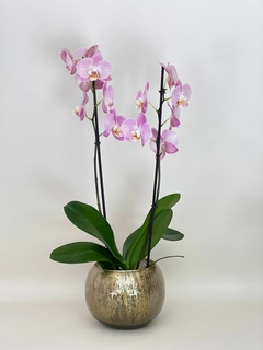 Planta de orquídea en base de vidrio.