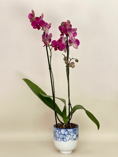 Planta de orquídea en base de cerámica.