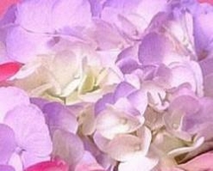 Bouquet de Hortensias - comprar online
