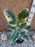 Ficus Elastica Variegado - comprar online