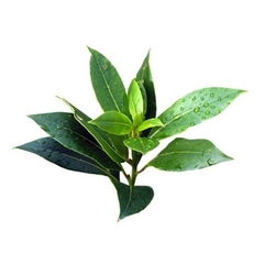 Óleo pronto para pele Melaleuca (Tea Tree) (Bactericida) 30 ml - comprar online