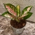 Aglaonema Cochin