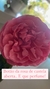 Oléo de rosas de Santa Teresinha na internet