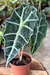 Alocasia Amazônica P - comprar online