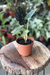 Alocasia Infernalis P - comprar online